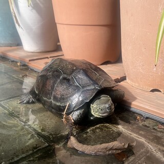 カメ　10〜25㎝　1〜5匹