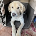 ゴールデンレトリバー4歳男の子