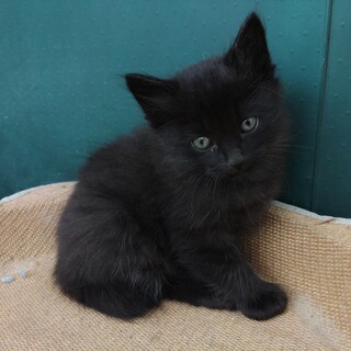長毛っぽい黒猫(推定20」栃木県 - 猫の里親募集(503079) 1枚