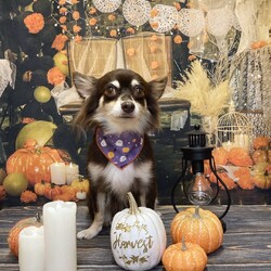 「可愛いお写真【10月】」サムネイル2