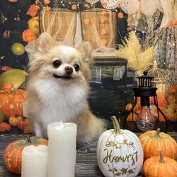 「可愛いお写真【10月】」サムネイル1