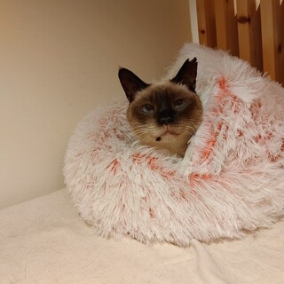 動物病院の保護猫・ブルーアイのシャム風おとなしい子