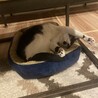 しるかぐ兄弟