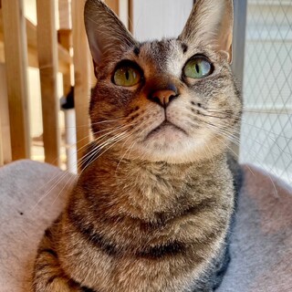 動物病院の保護猫・大きな瞳のかわいい子おとなしい