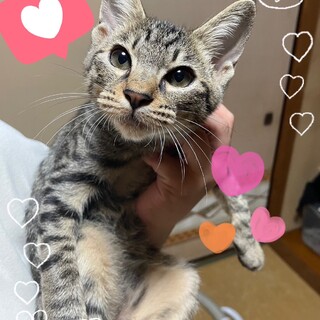 とっても甘えん坊でやんちゃなキジトラ君！