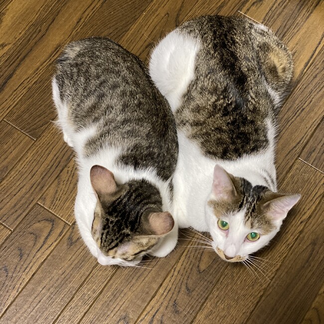 ニカスケのカバー写真