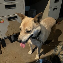 迷い犬のたろさん