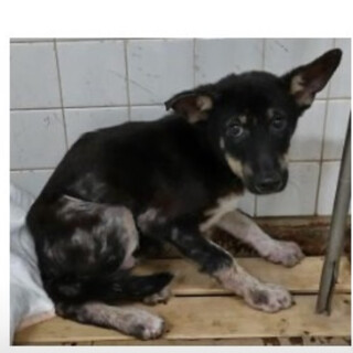 殺処分対象❗️収容期限10/28❗️まだ子犬です