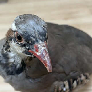 イワシャコ　性別不明