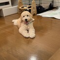 子犬4か月のゴールデンドゥードル⭐︎