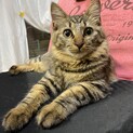 キジトラのトラちゃん(長毛系です^_^)
