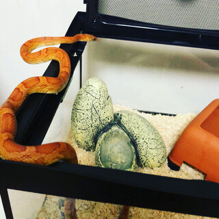 コーンスネークノーマル