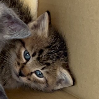 かわいいキジトラの男の子