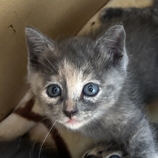 おとなしくおおらかな女の子です