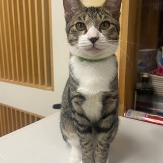 おとなしいキジ白ソックスくんฅ•ﻌ•´ฅ