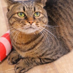 あなたのハートをわしづかみ！独占欲強めニャンず♡ サムネイル3