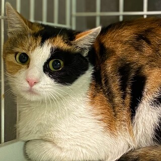 1歳くらいの三毛猫　ヴィフ