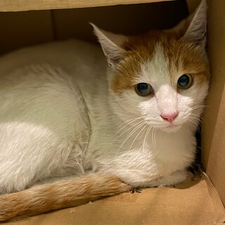 白茶の男の子　カルム