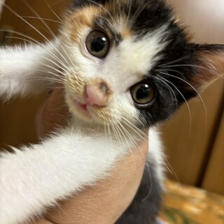 トライアル決定！2匹兄妹。ミケ猫のミリちゃん♡