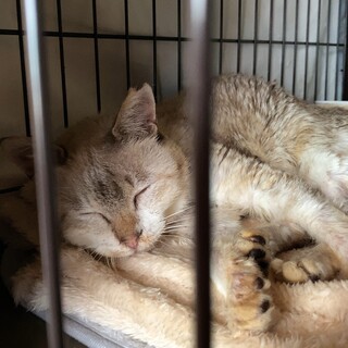 冬の間、ケアが必要な老猫の里親／預かりさんを募集！