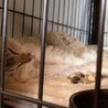 冬の間、ケアが必要な老猫の里親／預かりさんを募集！ サムネイル2