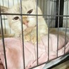 冬の間、ケアが必要な老猫の里親／預かりさんを募集！ サムネイル3