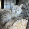 冬の間、ケアが必要な老猫の里親／預かりさんを募集！ サムネイル4