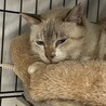 冬の間、ケアが必要な老猫の里親／預かりさんを募集！ サムネイル5