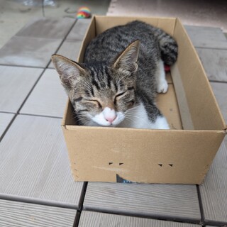 しあわせにしてください