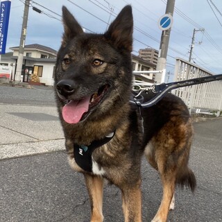 イケワンな【こたつ】くん