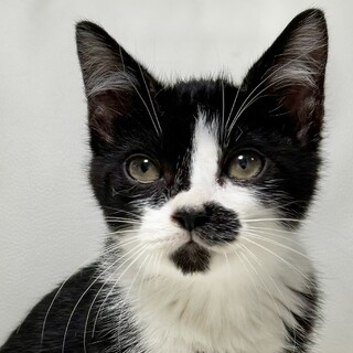 おむすびころりん元気っ子❤️まるくん♂2ヶ月