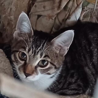 高齢者より保護預かり、ちゅーる大好きな５ヶ月男子