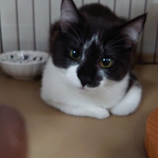 大人しい白黒猫さんの里親さま募集中です！