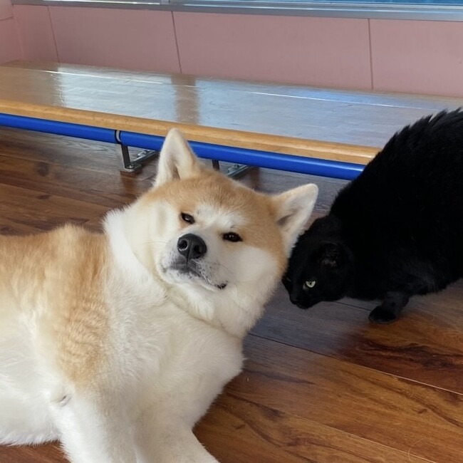 eikoswimmingのカバー写真