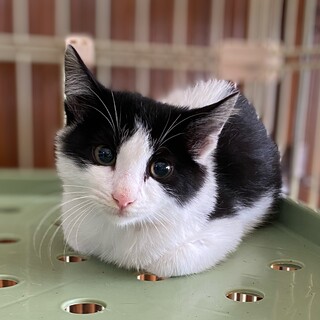 黒白の男の子　シャルモン