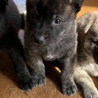 賢い雑種の女の子A