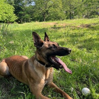 素晴らしいパートナーになれる子です。