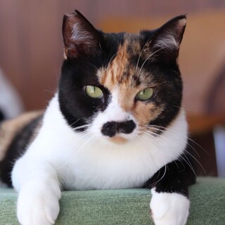 三毛猫　よいちゃん　里親様募集中☆彡