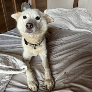 優しくて賢い雑種の女の子