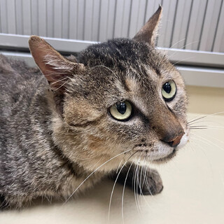 タヌキ顔の男の子