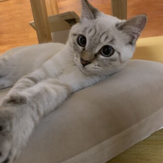 保護ネコ　ミー