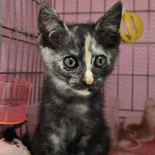 稀で個性的な毛並みの、カエデちゃん！