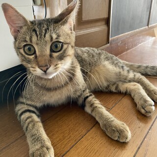 甘えん坊で元気な5ヶ月のキジトラの男の子　禄
