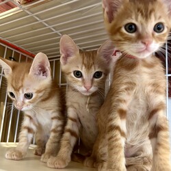 in江南市☆子猫たくさん！保護猫をオウチに迎えよう☆2024年10月27日（日）～ちーむ にゃいんず