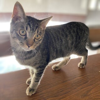 5ヶ月くらいのキジトラの男の子　朔