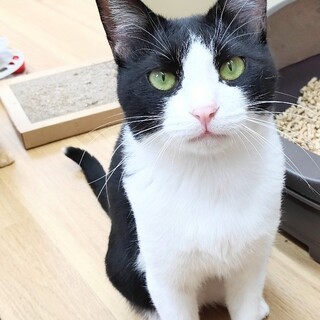 動物病院の保護猫 特技はナデナデ！