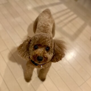 穏やかで可愛いみーちゃん⭐︎４歳♀