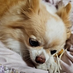 「おやつ」サムネイル3