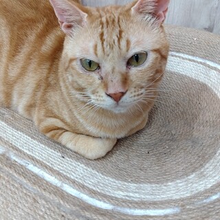 動物病院の保護猫 アメショ風茶トラのオレンジくん