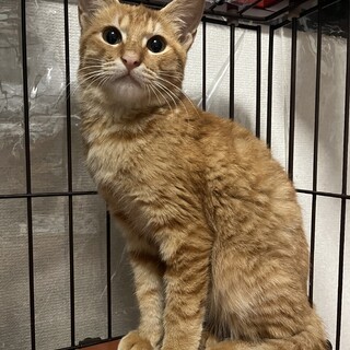 シンバ君　茶トラ 5ヶ月 男の子